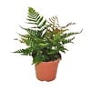 Dryopteris erythrosora | 12 cm pot | 35 cm hoog