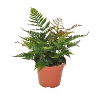 Dryopteris erythrosora | herfstvaren voor terrarium en woonkamer | 12 cm pot | 35 cm hoog