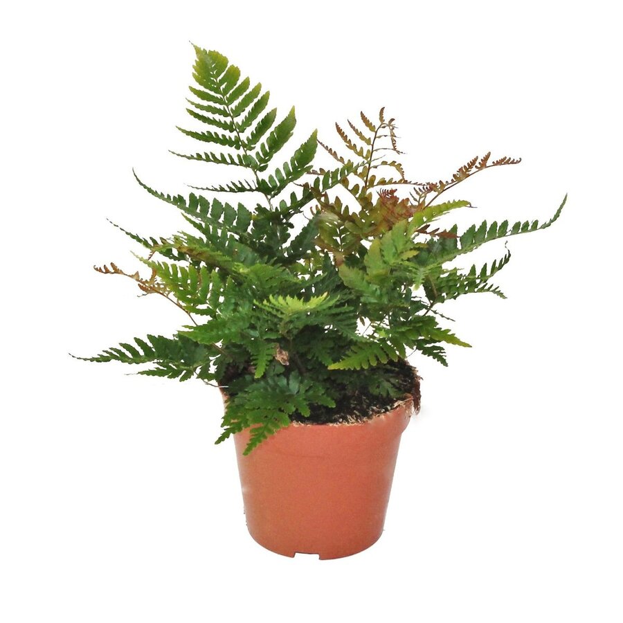 Dryopteris erythrosora | herfstvaren voor terrarium en woonkamer | 12 cm pot | 35 cm hoog