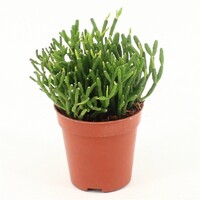 Hatiora | compacte jungle cactus voor open terrarium en woonkamer | 5 cm pot | 8 cm hoog
