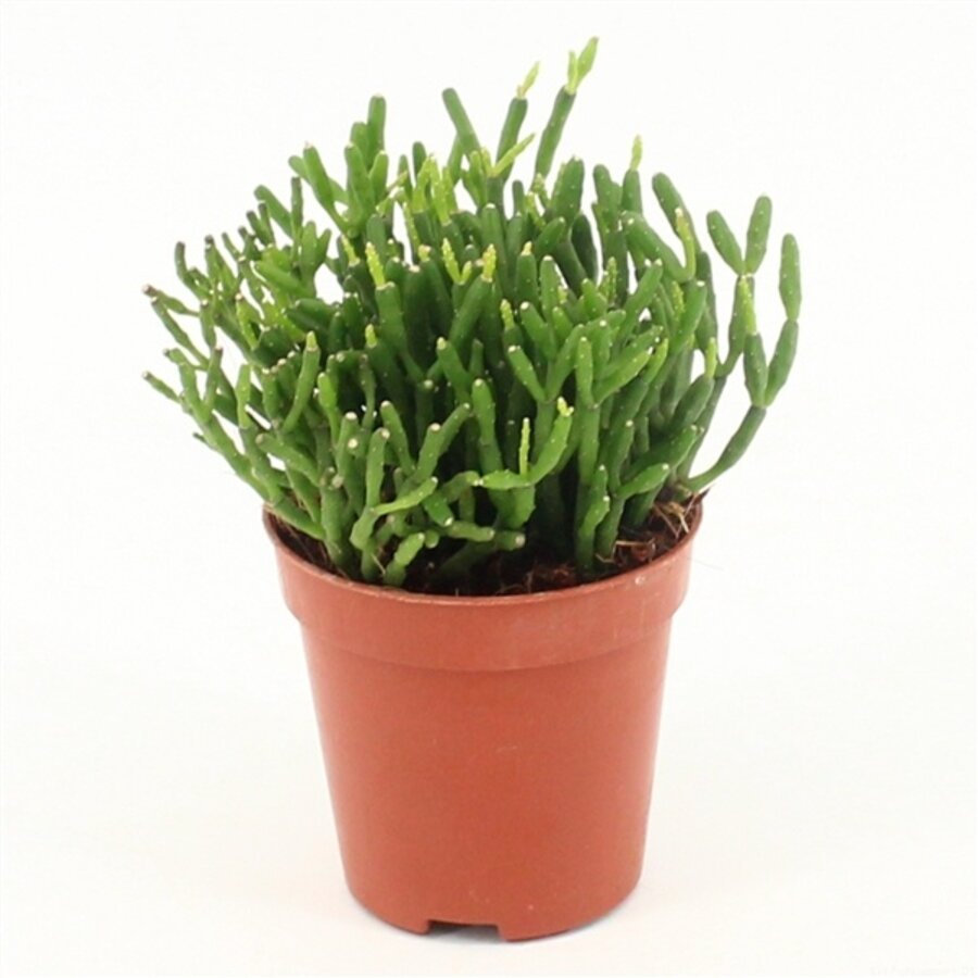 Hatiora | compacte jungle cactus voor open terrarium en woonkamer | 5 cm pot | 8 cm hoog