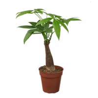 Pachira aquatica | geldboom voor paludarium en woonkamer | 9 cm pot | 30 cm hoog