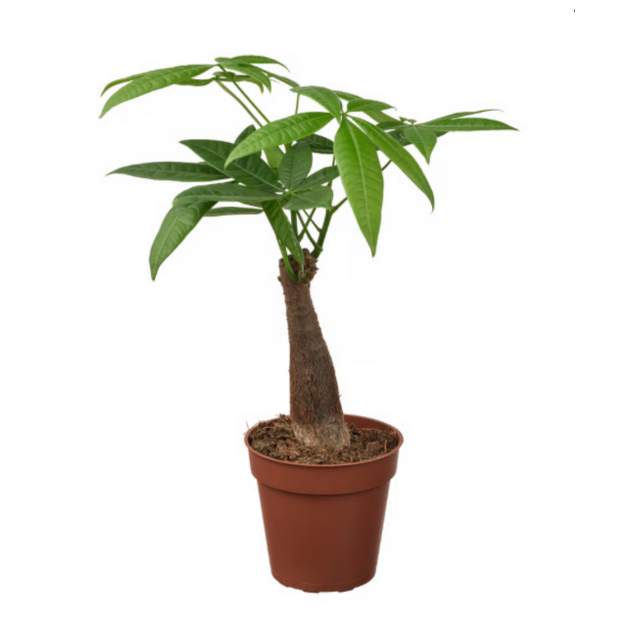 Pachira aquatica | geldboom voor paludarium en woonkamer | 9 cm pot | 30 cm hoog