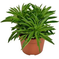 Peperomia 'Happy Bean' | compacte terrariumplant en kamerplant | 5 cm pot | 15 cm hoog