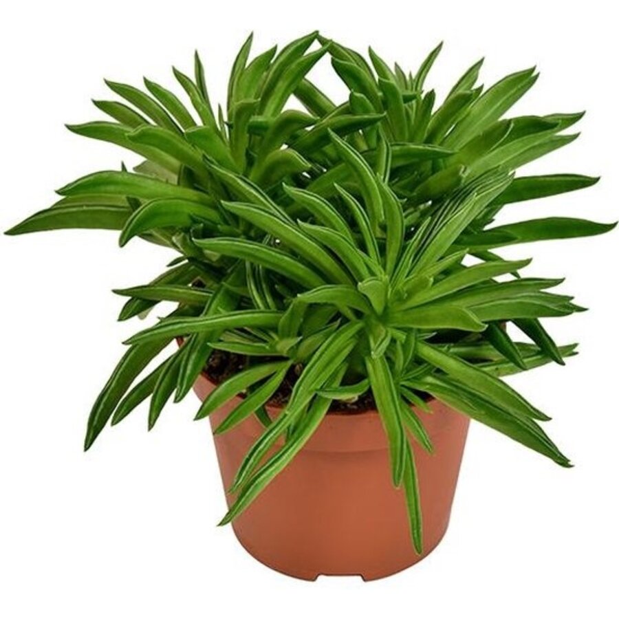 Peperomia 'Happy Bean' | compacte terrariumplant en kamerplant | 5 cm pot | 15 cm hoog