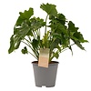 Philodendron bipinnatifidum | 12 cm pot | 35 cm hoog