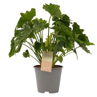 Philodendron bipinnatifidum | tropische bladplant voor terrarium en woonkamer | 12 cm pot | 35 cm hoog