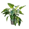 Philodendron 'Green Beauty' | 14 cm pot | 35 cm hoog