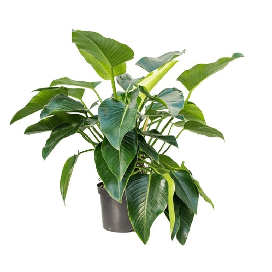 Philodendron 'Green Beauty' | tropische bladplant voor terrarium en woonkamer | 14 cm pot | 35 cm hoog