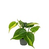 Philodendron scandens 'Brasil' | 5 cm pot | 15 cm hoog