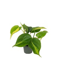 Philodendron scandens 'Brasil' | bonte hangplant voor terrarium en woonkamer | 5 cm pot | 15 cm hoog