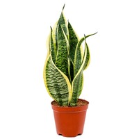 Sansevieria futura superba terrariumplant | sterke kamerplant in 9 cm pot | 35 cm hoog bij levering