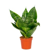 Sansevieria Hahnii terrariumplant | compacte kamerplant in 12 cm pot | 20 cm hoog bij levering