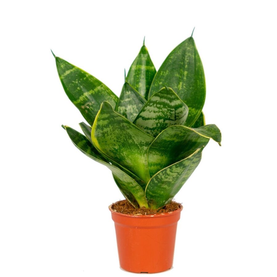 Sansevieria Hahnii terrariumplant | compacte kamerplant in 12 cm pot | 20 cm hoog bij levering