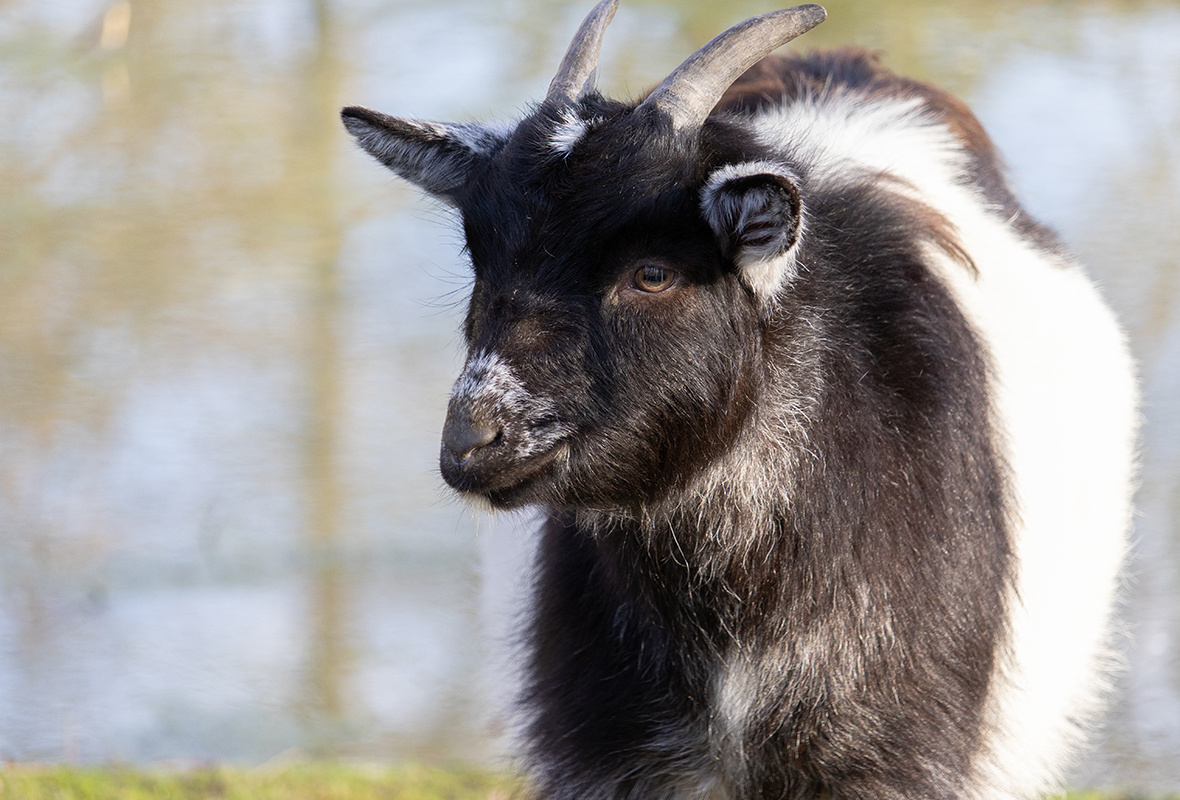 Dwerggeit - Compleet Caresheet