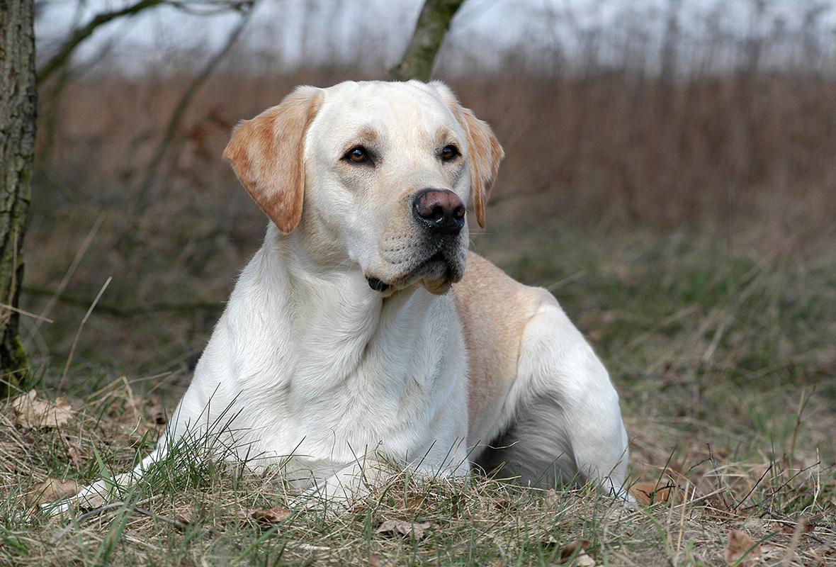 Labrador Retriever verzorging, voeding & tips