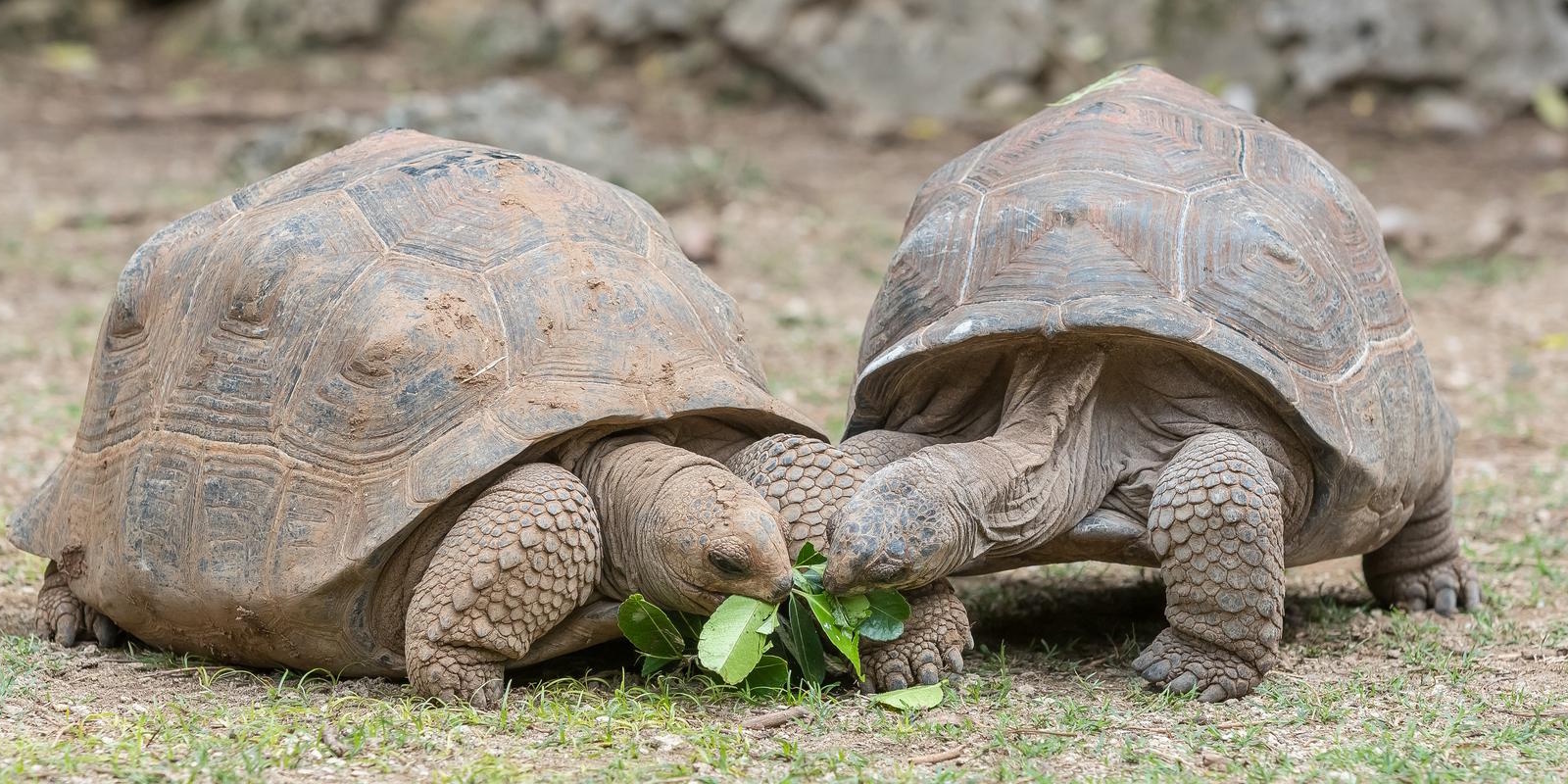 Afrikaanse sporenschildpad (Centrochelys sulcata)