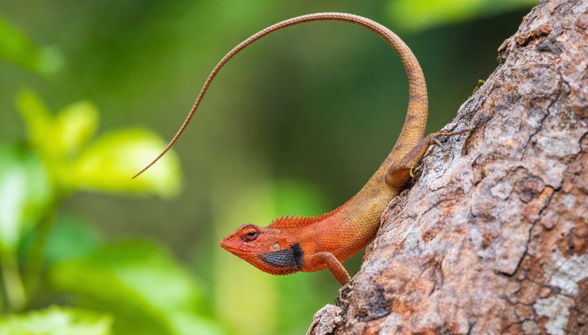 Bloedzuigeragaam verzorging | Calotes versicolor terrarium