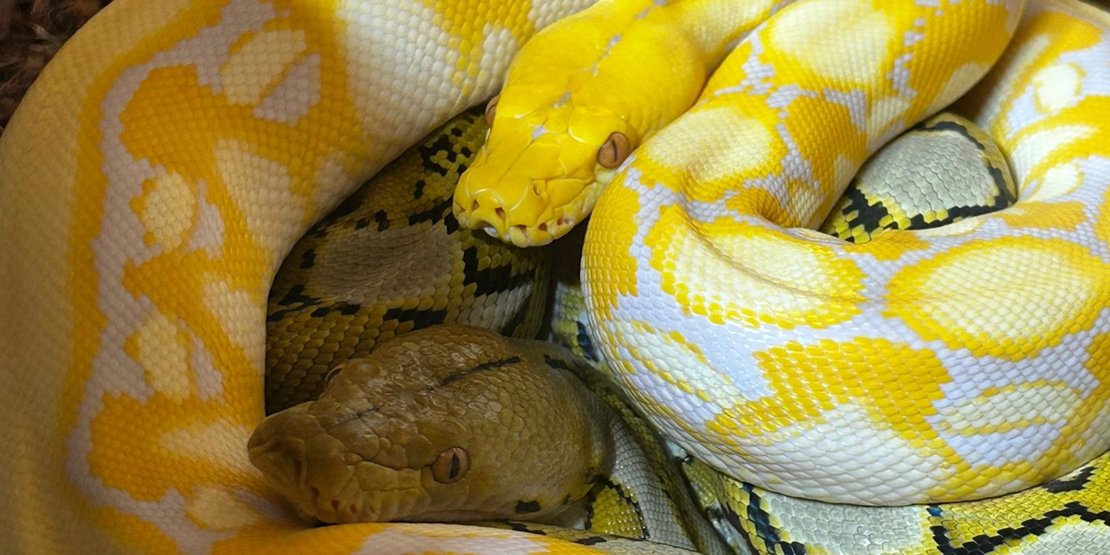 Netpython caresheet - Malayopython reticulatus