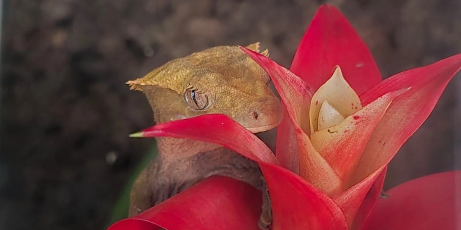 Wimpergekko verzorgen - compleet caresheet