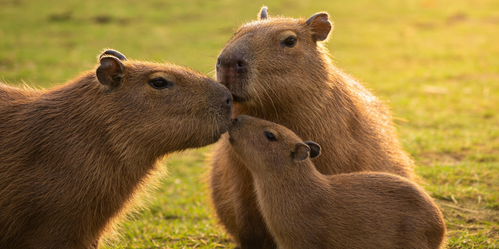 Capibara caresheet: verzorging, voeding & verblijf