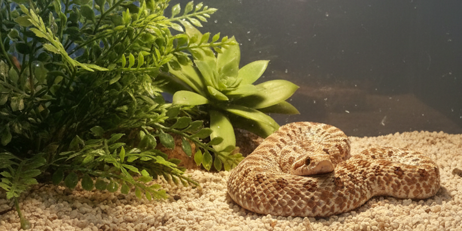 Western hognose slang (Heterodon nasicus) verzorging tips