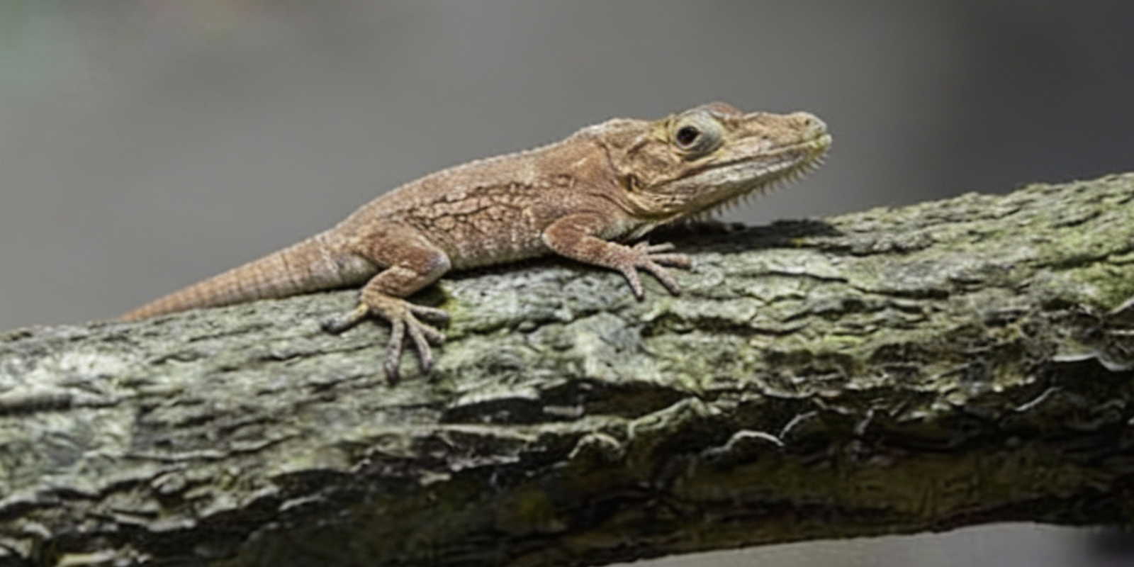Cubaanse valse kameleon (Anolis chamaeleonides) caresheet