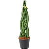 Gevlochten Sansevieria cylindrica Twist | 10 cm pot | 25 tot 30 cm hoog
