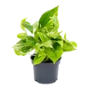 Epipremnum ‘Marble Queen’ | 12 cm pot | 25 cm hoog