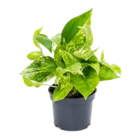 Scindapsus | Epipremnum ‘Marble Queen’ | bonte hangplant voor terrarium en woonkamer | 12 cm pot | 25 cm hoog