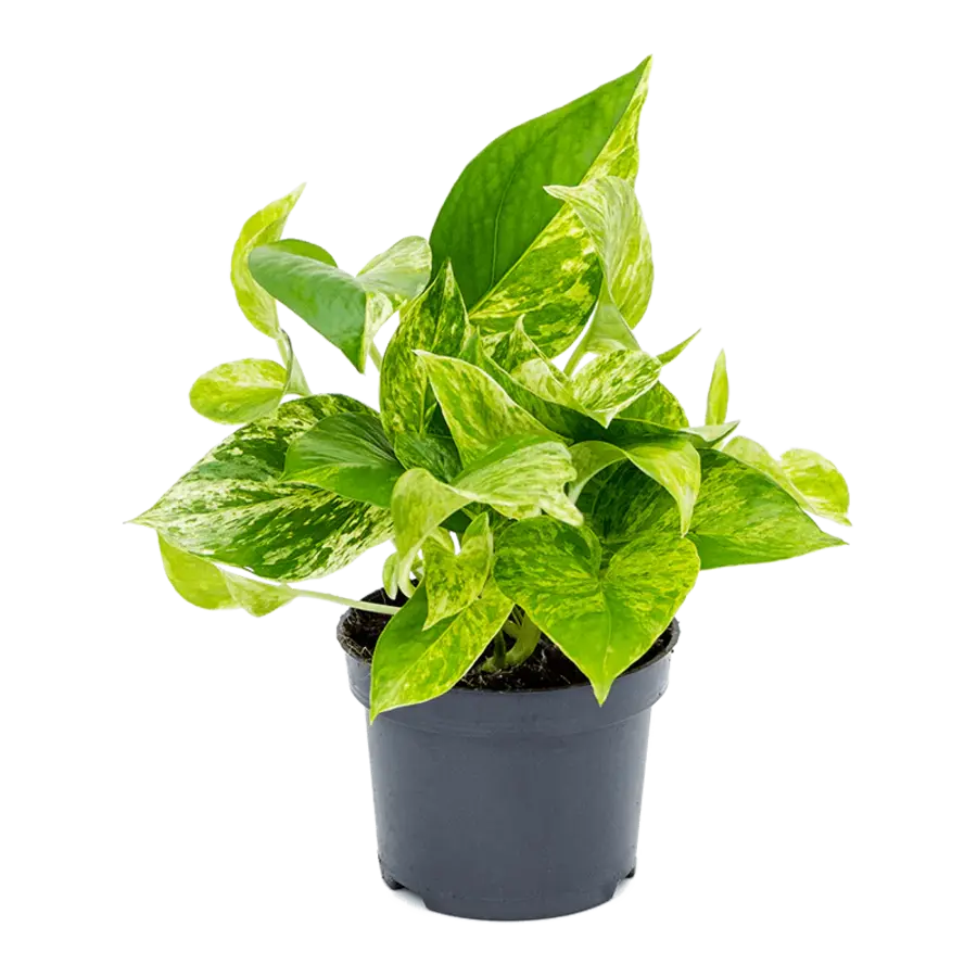 Scindapsus | Epipremnum ‘Marble Queen’ | bonte hangplant voor terrarium en woonkamer | 12 cm pot | 25 cm hoog