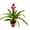 Guzmania 'Candy' bromelia | 12 cm pot | 35 cm hoog