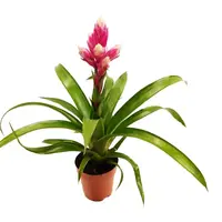 Guzmania 'Candy' bromelia | 35 cm hoog | in 12 cm pot