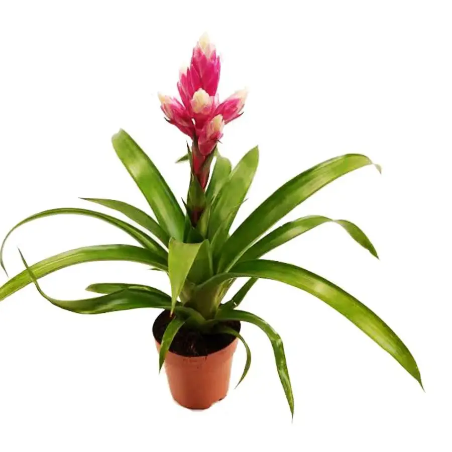Guzmania 'Candy' bromelia | 35 cm hoog | in 12 cm pot
