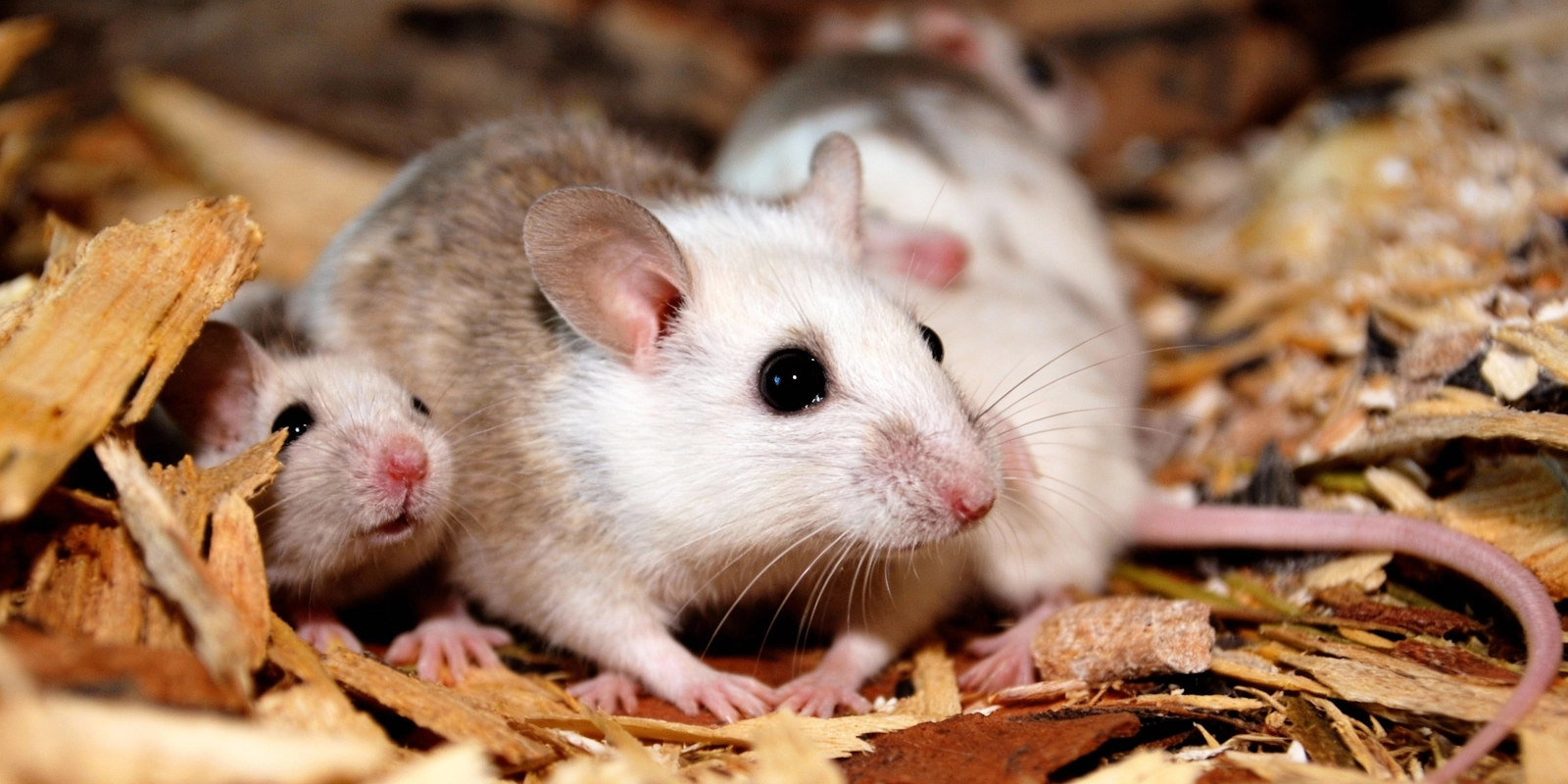 Veeltepelmuis verzorging, gedrag & wetgeving