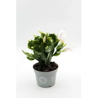 Schlumbergera gemengd in verschillende kleuren | per stuk | 7 cm pot | 15 cm hoog