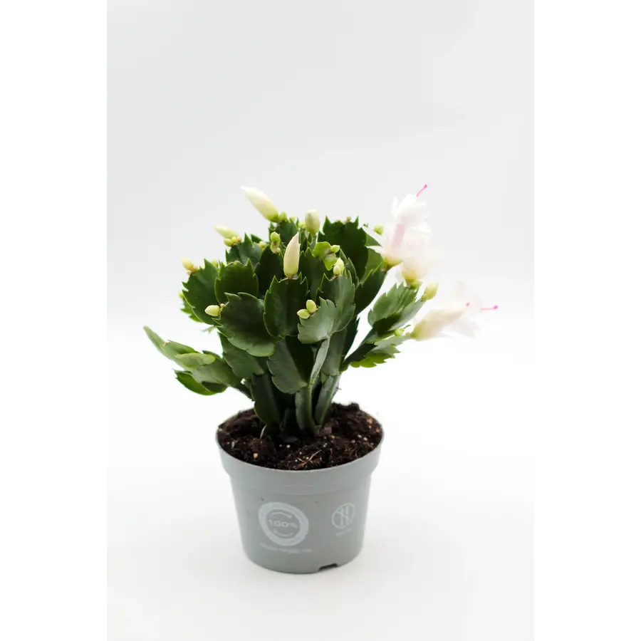 Schlumbergera gemengd in verschillende kleuren | per stuk | 7 cm pot | 15 cm hoog