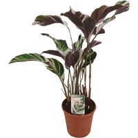 Calathea White Fusion terrariumplant | 7 cm pot | 21 cm hoog bij levering