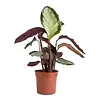 Calathea picturata Argentea | 14 cm pot | 45 cm hoog
