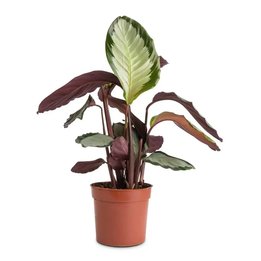 Calathea picturata Argentea terrariumplant en kamerplant | 14 cm pot | 45 cm hoog bij levering