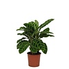 Calathea Zebrina | 7 cm pot | 21 cm hoog
