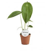 Anthurium peltigerum terrariumplant | 12 cm pot | 50 cm hoog