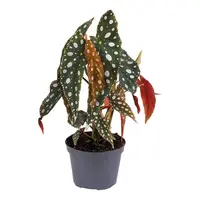 Begonia PS Silver Spot terrariumplant en kamerplant | 12 cm pot | 25 cm hoog
