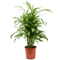 Chamaedorea elegans terrariumplant en kamerplant | 9 cm pot | 28 cm hoog