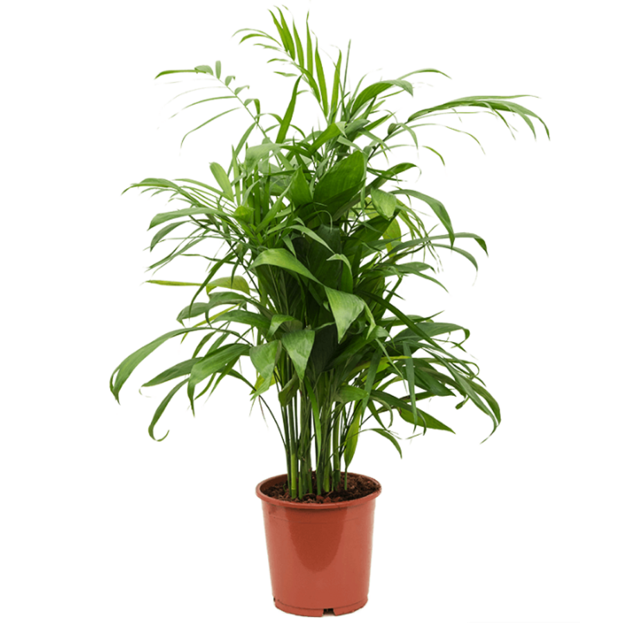 Chamaedorea elegans terrariumplant en kamerplant | 9 cm pot | 28 cm hoog