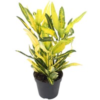 Codiaeum Sunny Star terrariumplant en kamerplant | 12 cm pot | 35 cm hoog