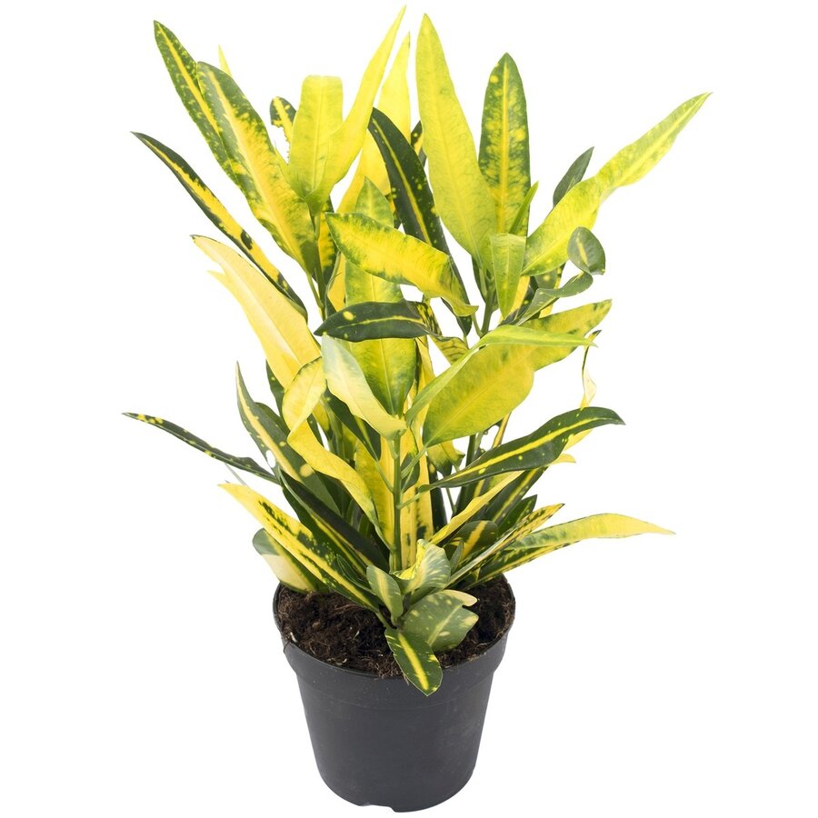 Codiaeum Sunny Star terrariumplant en kamerplant | 12 cm pot | 35 cm hoog