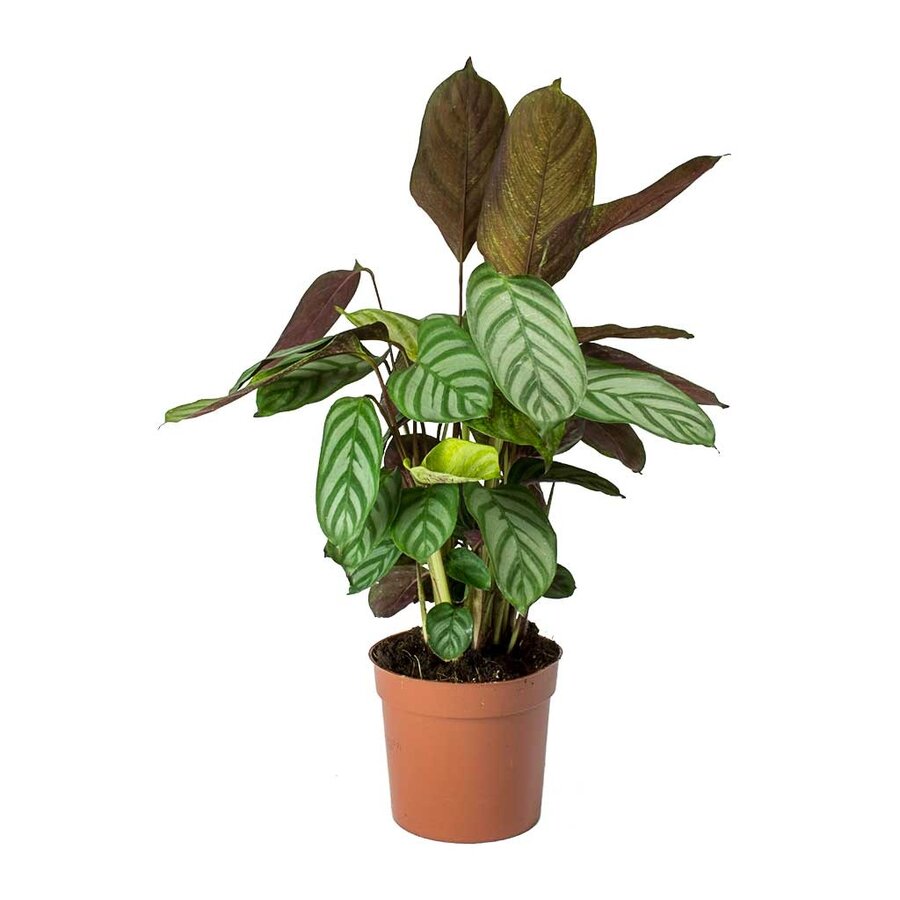 Ctenanthe Compactstar terrariumplant | 7 cm pot | 22 cm hoog bij levering