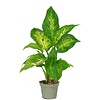 Dieffenbachia compacta | 9 cm pot | 35 cm hoog