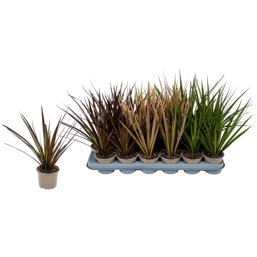 Dracaena marginata gemengd | 1 kop bij de grond | verschillende kleuren | per stuk | in 6 cm pot | circa 15 cm hoog bij levering